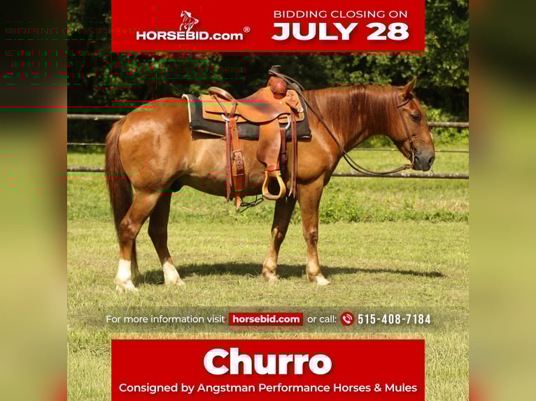 Haflinger Gelding 15 years 13,3 hh Chestnut in Huntsville