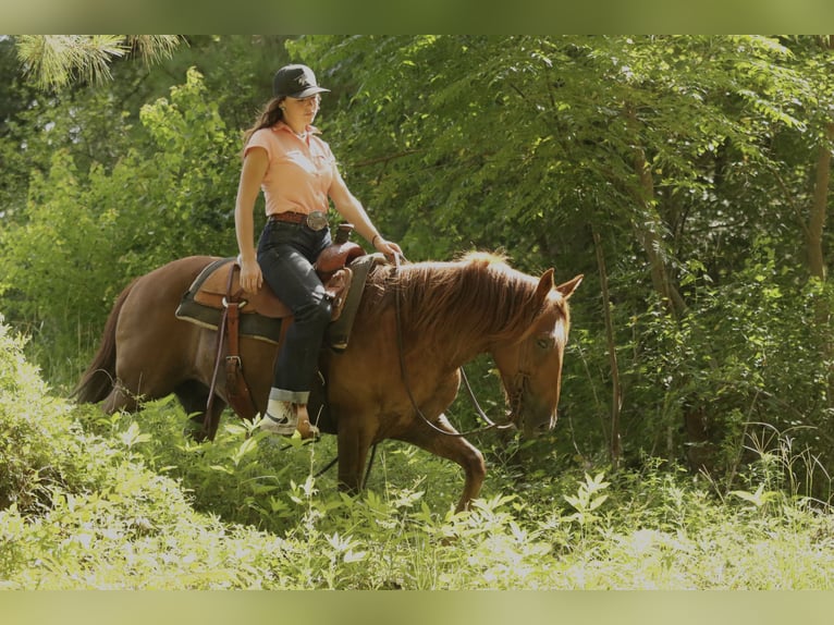 Haflinger Gelding 15 years 13,3 hh Chestnut in Huntsville