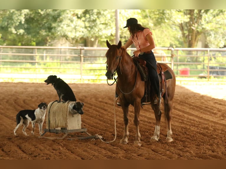Haflinger Gelding 15 years 13,3 hh Chestnut in Huntsville