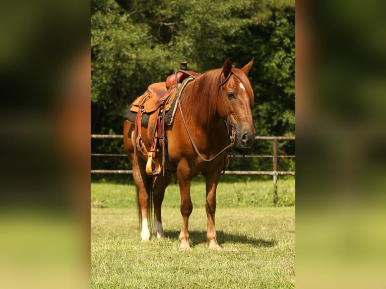 Haflinger Gelding 15 years 13,3 hh Chestnut in Huntsville