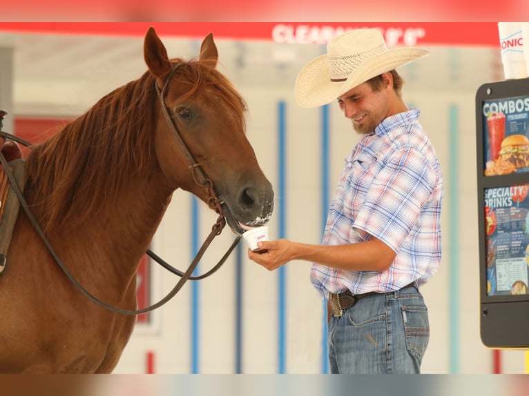Haflinger Gelding 15 years 13,3 hh Chestnut in Huntsville