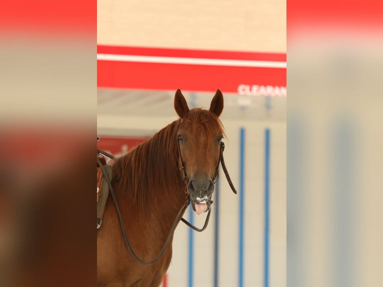 Haflinger Gelding 15 years 13,3 hh Chestnut in Huntsville