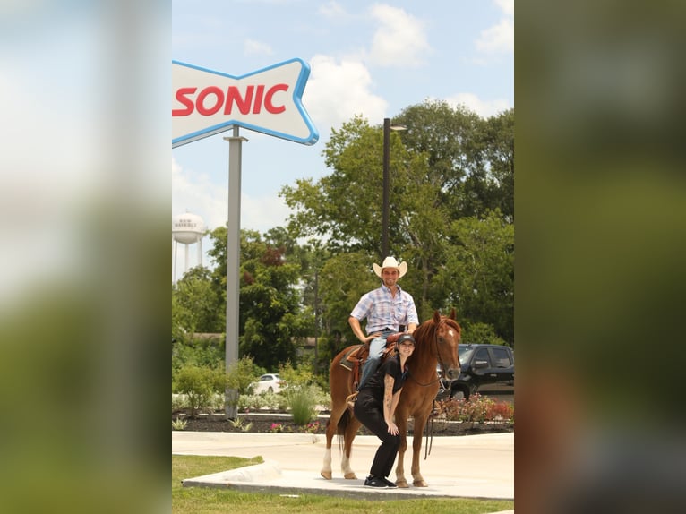 Haflinger Gelding 15 years 13,3 hh Chestnut in Huntsville