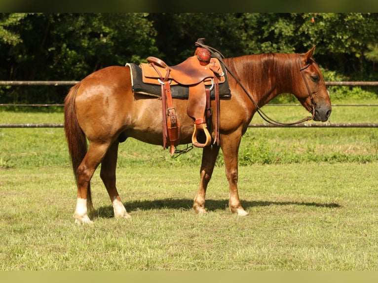 Haflinger Gelding 15 years 13,3 hh Chestnut in Huntsville