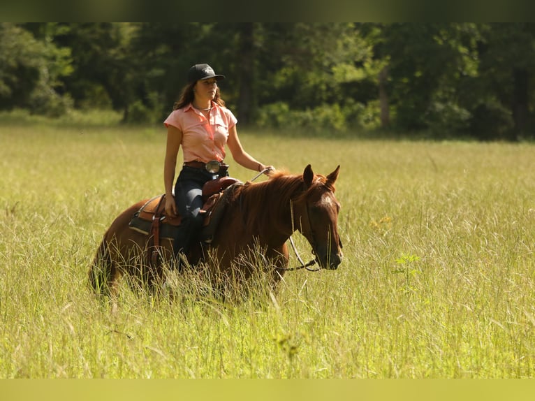 Haflinger Gelding 15 years 13,3 hh Chestnut in Huntsville