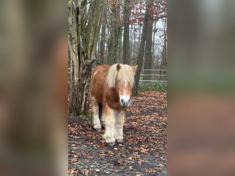 Haflinger Gelding 15 years 13,3 hh Dun in Oerel