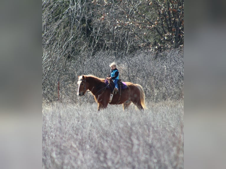 Haflinger Gelding 15 years 13,3 hh Sorrel in Poolville