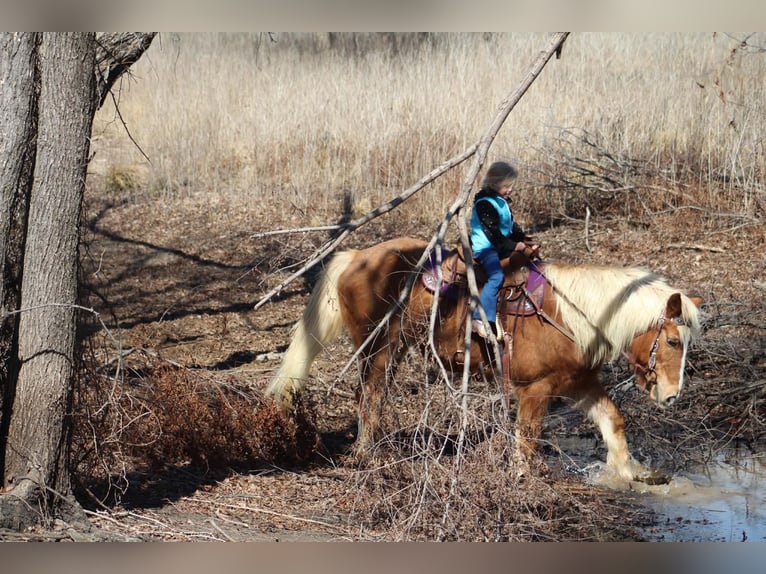 Haflinger Gelding 15 years 13,3 hh Sorrel in Poolville