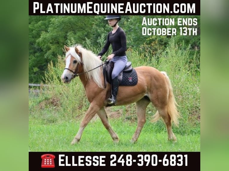 Haflinger Gelding 15 years 14.1 hh Sorrel in Howell MI