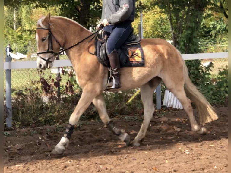 Haflinger Gelding 15 years 14,2 hh in Mainbernheim