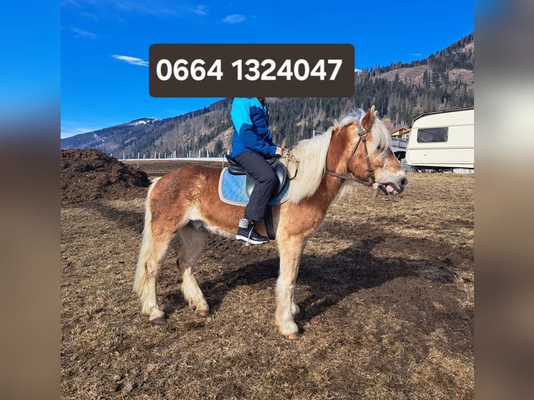 Haflinger Gelding 15 years 14,2 hh in Obertilliach