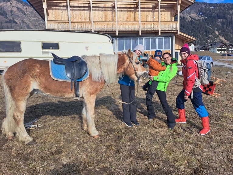 Haflinger Gelding 15 years 14,2 hh in Obertilliach