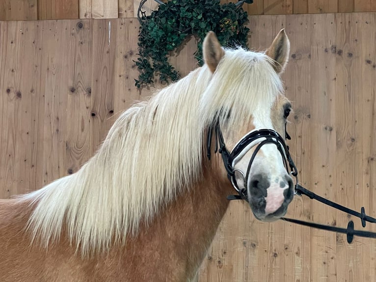 Haflinger Gelding 15 years 14.3 hh  in Obertilliach
