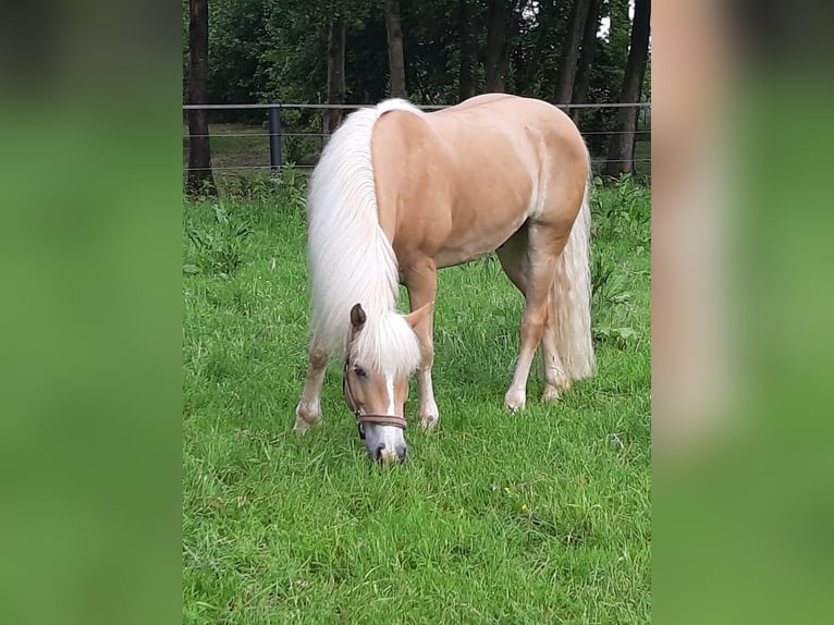 Haflinger Gelding 15 years 14 hh in Ochtrup