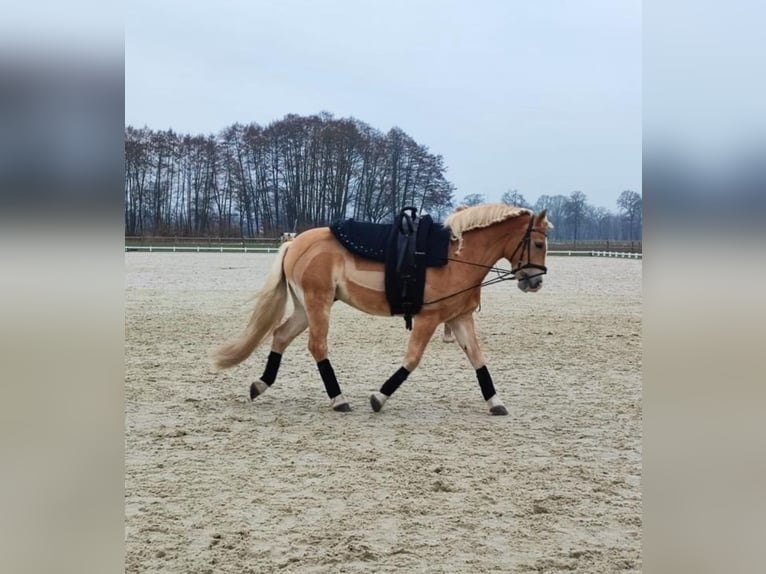 Haflinger Gelding 15 years 14 hh in Ochtrup