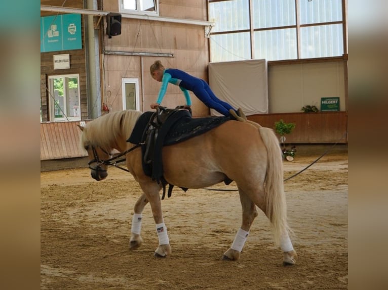 Haflinger Gelding 15 years 14 hh in Ochtrup