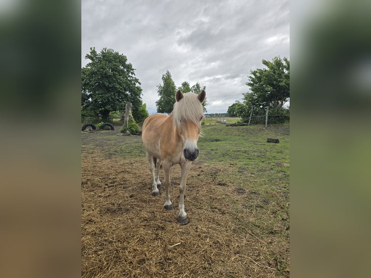 Haflinger Gelding 15 years 14,1 hh in Neuferchau