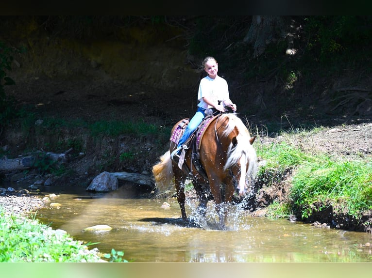 Haflinger Gelding 15 years 14,2 hh Chestnut in Wooster OH