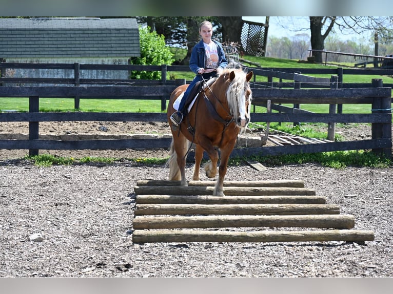 Haflinger Gelding 15 years 14,2 hh Chestnut in Wooster OH