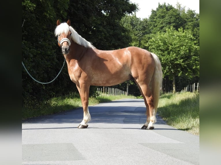 Haflinger Gelding 15 years 15.1 hh Chestnut-Red in Verl
