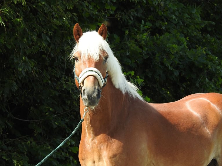 Haflinger Gelding 15 years 15.1 hh Chestnut-Red in Verl