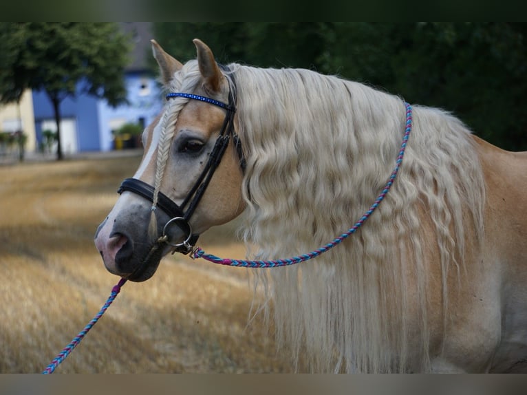 Haflinger Gelding 15 years 15,1 hh Chestnut-Red in Dortmund