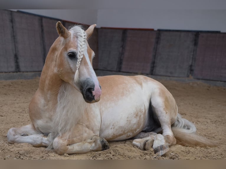 Haflinger Gelding 15 years 15,1 hh Chestnut-Red in Dortmund