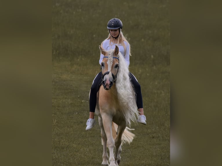 Haflinger Gelding 15 years 15,1 hh Chestnut-Red in Dortmund