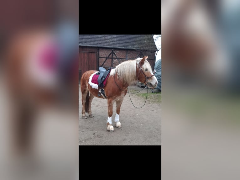 Haflinger Gelding 15 years 15 hh Chestnut-Red in Dortmund