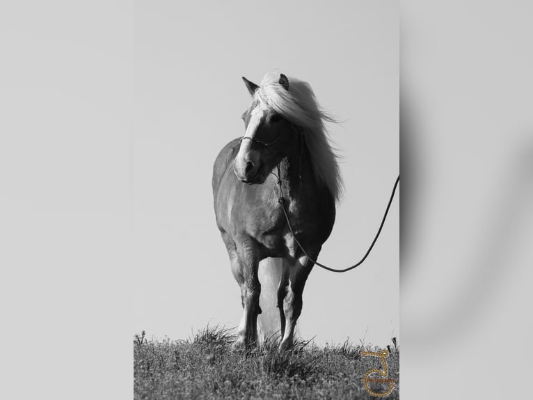 Haflinger Gelding 16 years 13,2 hh Palomino in Walkerton IN