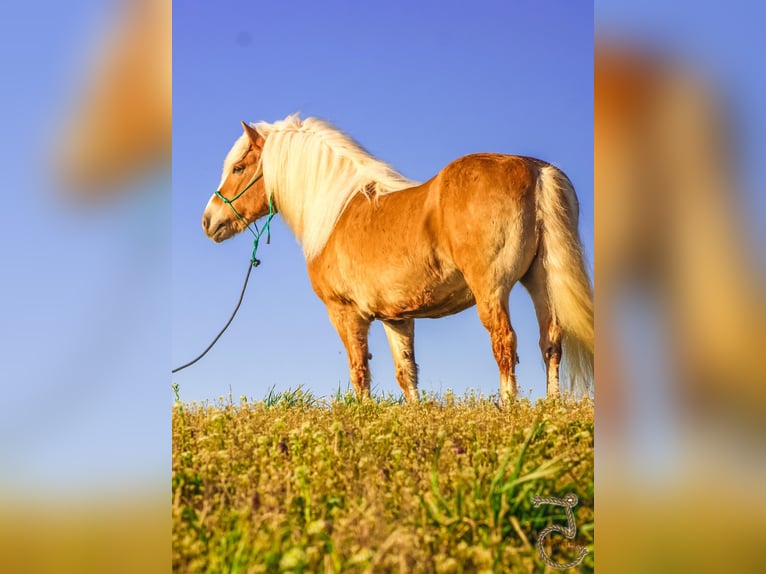 Haflinger Gelding 16 years 13,2 hh Palomino in Walkerton IN