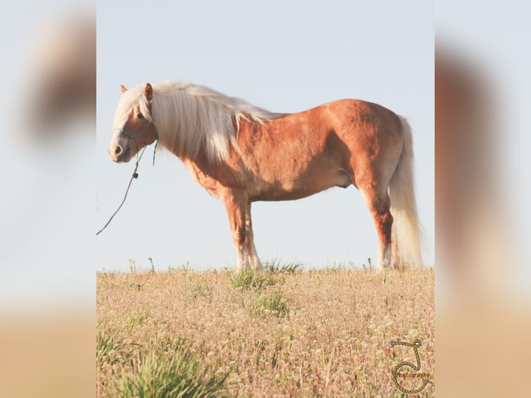 Haflinger Gelding 16 years 13,2 hh Palomino in Walkerton IN