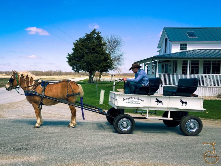 Haflinger Gelding 16 years 13,2 hh Palomino in Walkerton IN