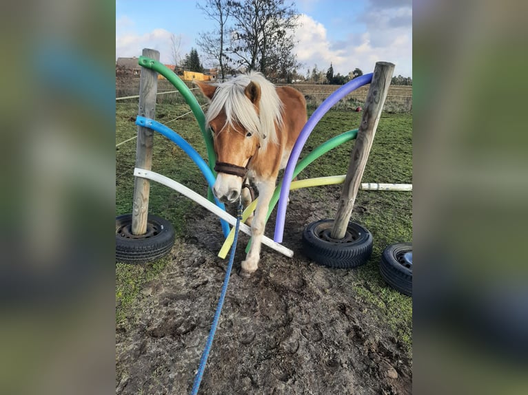 Haflinger Gelding 16 years 14.1 hh  in Neuferchau