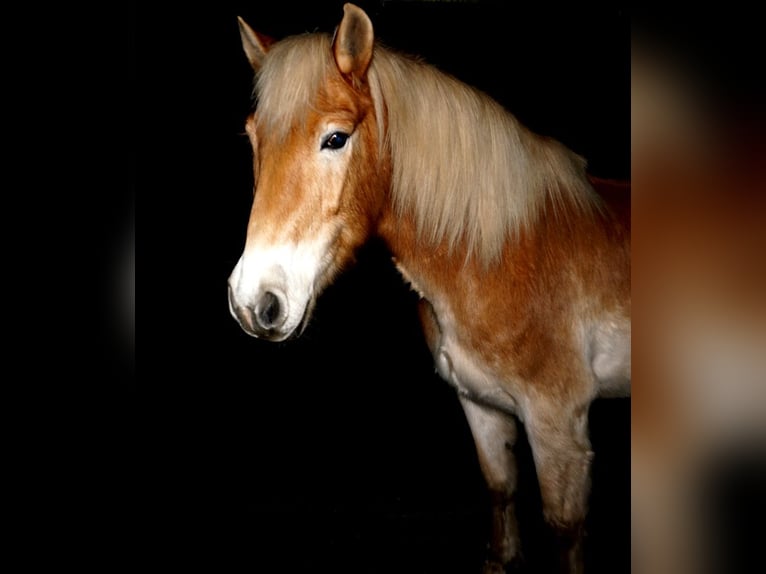 Haflinger Gelding 16 years 14.1 hh  in Neuferchau
