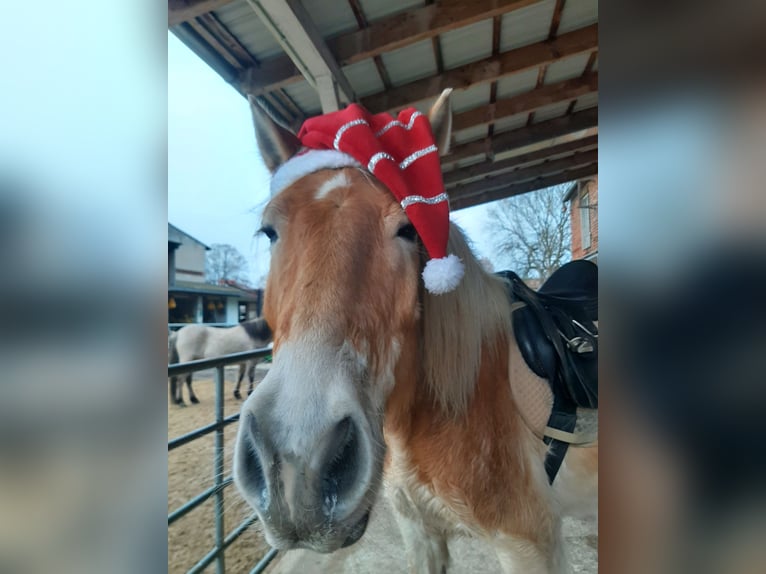 Haflinger Gelding 16 years 14.1 hh  in Neuferchau