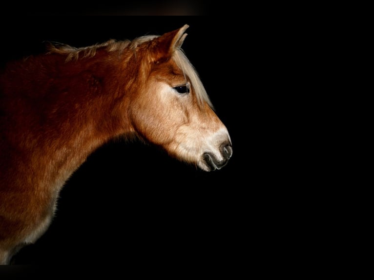 Haflinger Gelding 16 years 14.1 hh  in Neuferchau