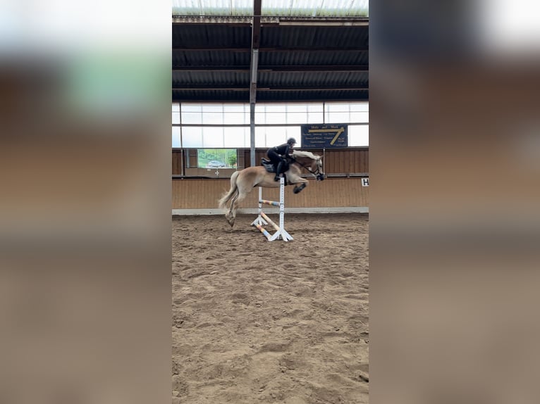 Haflinger Gelding 16 years 14,2 hh Brown-Light in Berlin