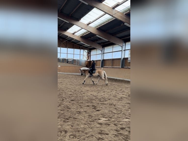 Haflinger Gelding 16 years 14,2 hh Brown-Light in Berlin