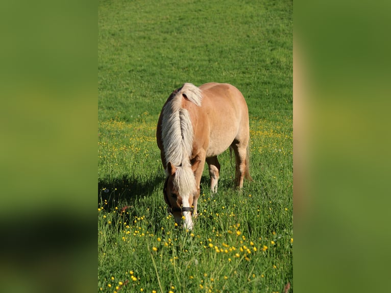 Haflinger Gelding 16 years 14.2 hh Chestnut-Red in Leutschach