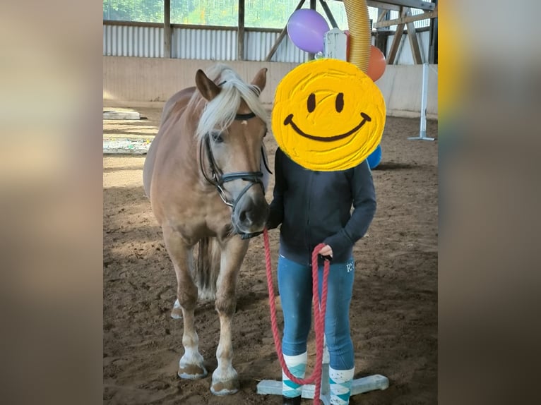 Haflinger Gelding 16 years 14.2 hh  in Feuchtwangen