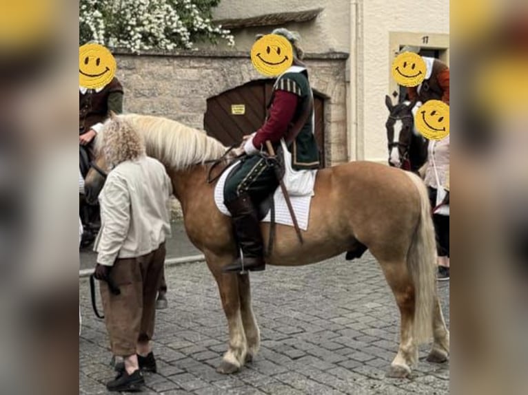 Haflinger Gelding 16 years 14.2 hh  in Feuchtwangen