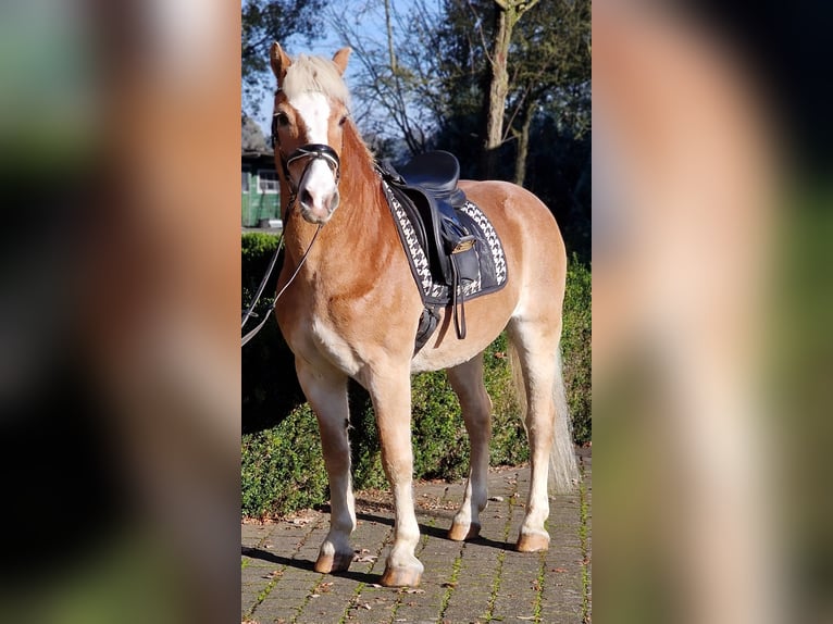 Haflinger Gelding 16 years 14,2 hh Palomino in Warendorf