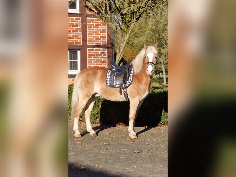 Haflinger Gelding 16 years 14,2 hh Palomino in Warendorf