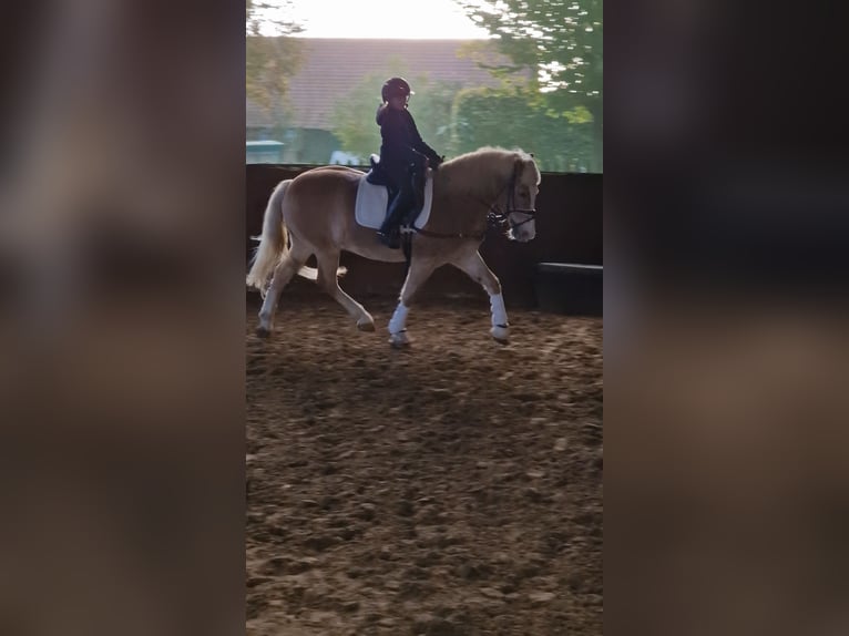 Haflinger Gelding 16 years 14,2 hh Palomino in Warendorf