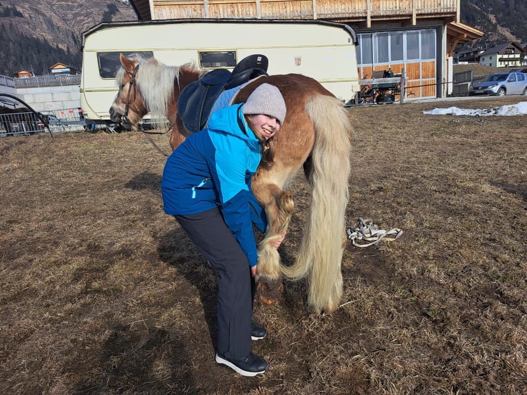 Haflinger Gelding 16 years 14,2 hh in Obertilliach