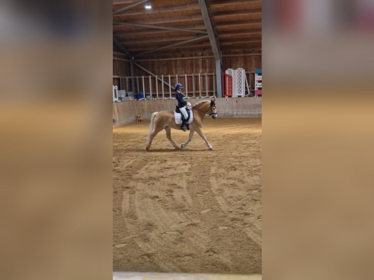 Haflinger Gelding 16 years 14,3 hh Chestnut-Red in Aying