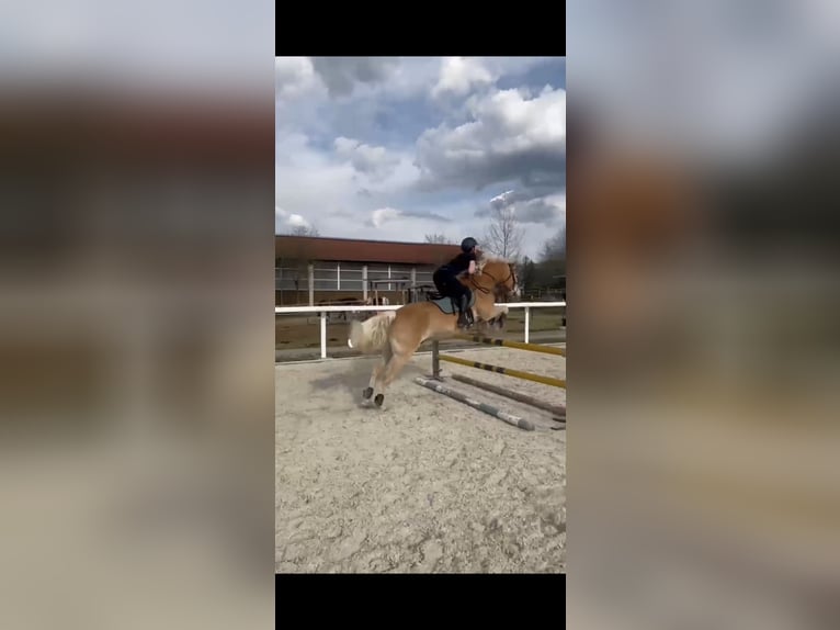Haflinger Gelding 16 years 14,3 hh Chestnut-Red in Aying