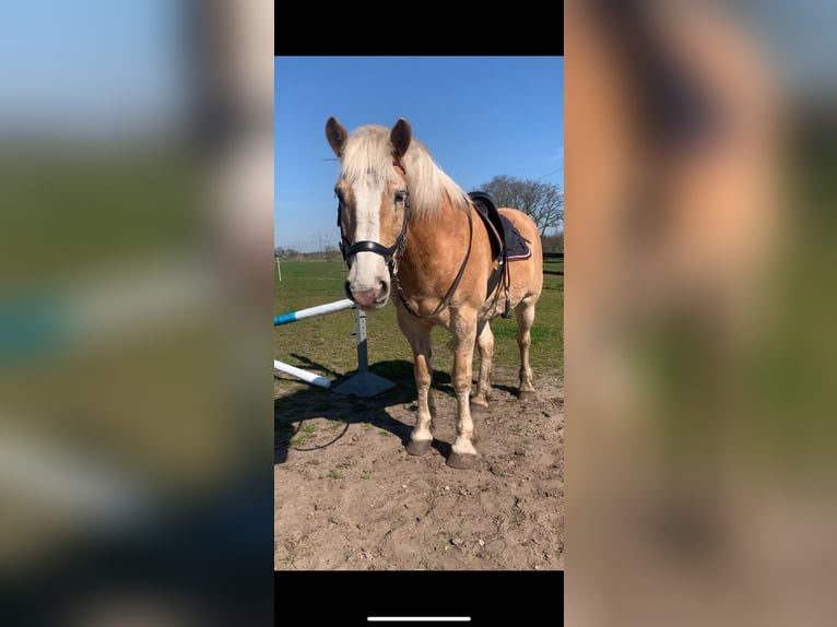 Haflinger Gelding 16 years 14,3 hh Chestnut-Red in Beringe
