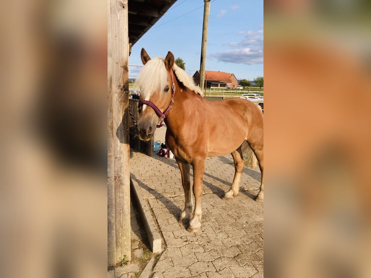 Haflinger Gelding 17 years 13.2 hh Chestnut in Bückeburg